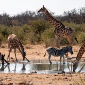 African Travel Destination: Interesting Things To Know About Zakouma National Park | SUPERPOBYT World