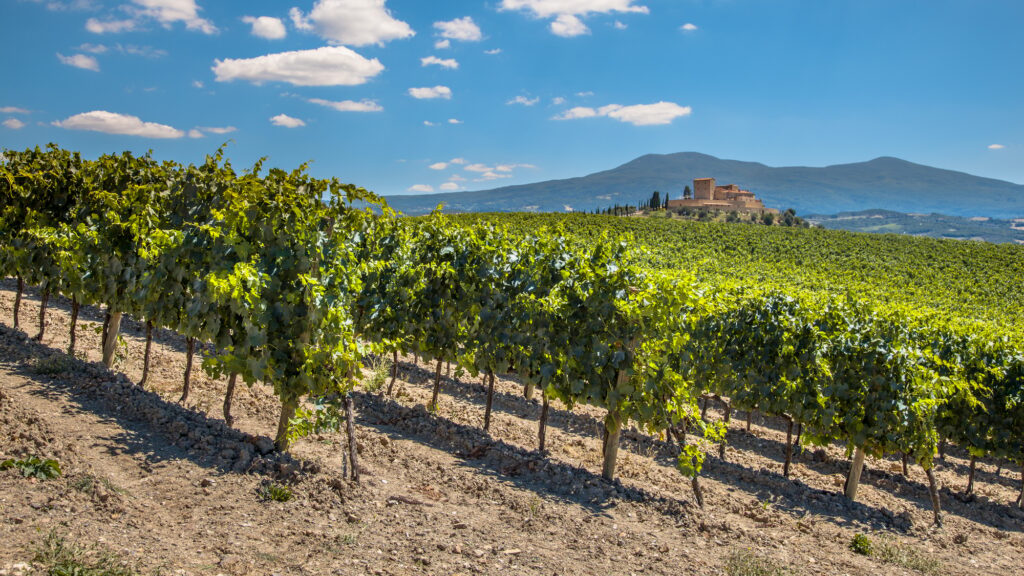 Rows of a Vineyard in a Tuscany Winery Estate, Italy | SUPERPOBYT World