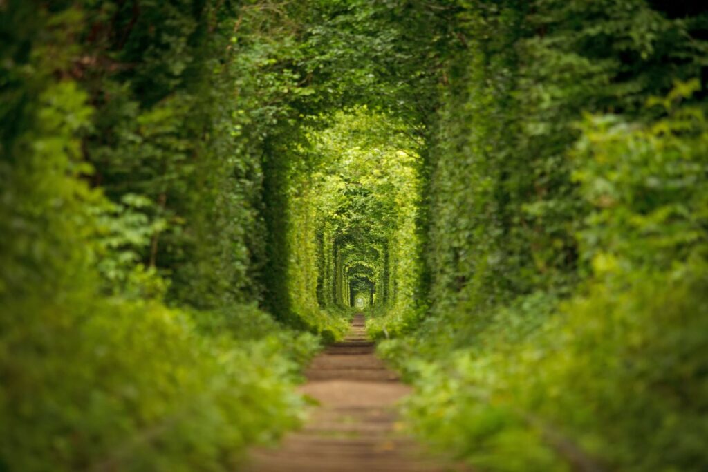 The Tunnel Of Love Is Hidden Gem And Widely Known For Being A Favorite Destination Among Heterosexual Couples Who Are In Love