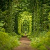 The Tunnel Of Love Is Hidden Gem And Widely Known For Being A Favorite Destination Among Heterosexual Couples Who Are In Love | SUPERPOBYT World