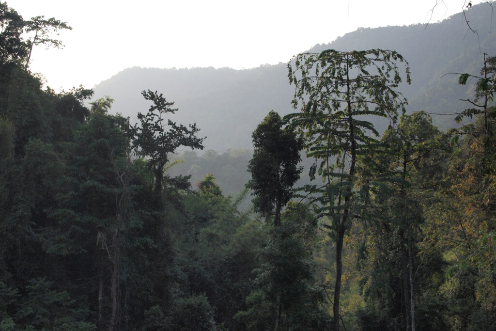 Everything You Need To Know Before And When Is Great To Visiting Khao Sok National Park | SUPERPOBYT World